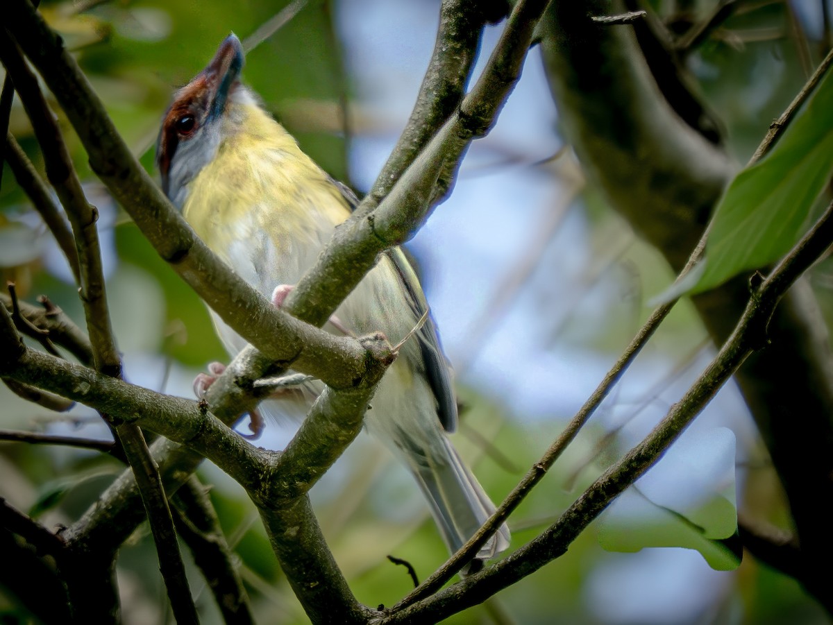 Віреон рудобровий - ML645784527