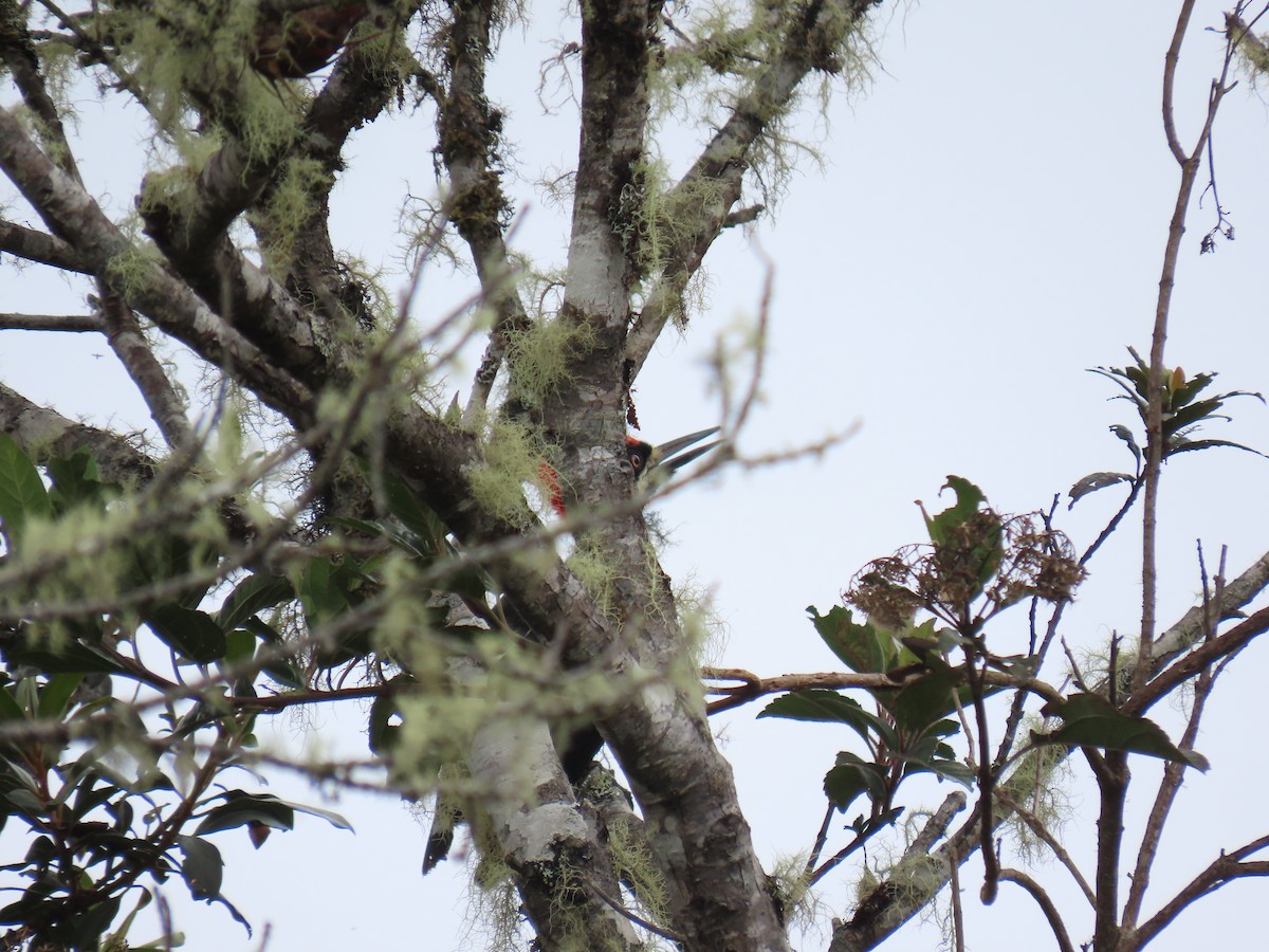 Рыжеполосый дятел - ML645784528