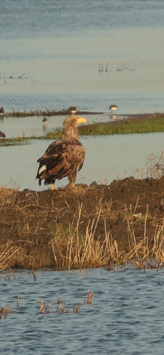 Aquila di mare - ML645784535