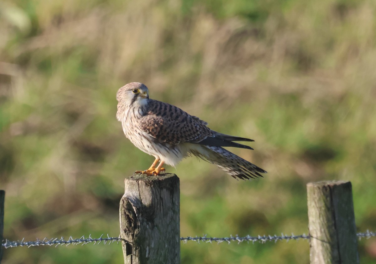 紅隼 - ML645784542