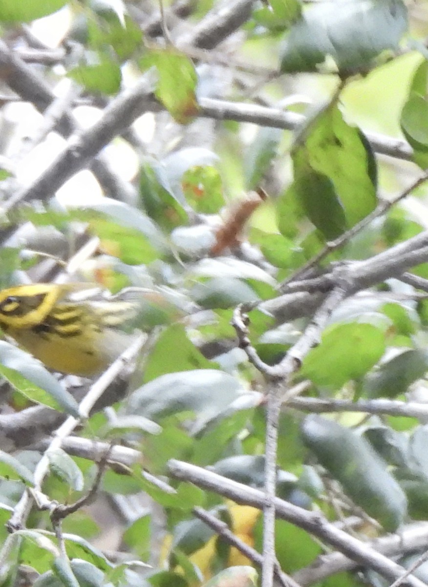 Townsend's Warbler - ML645784547