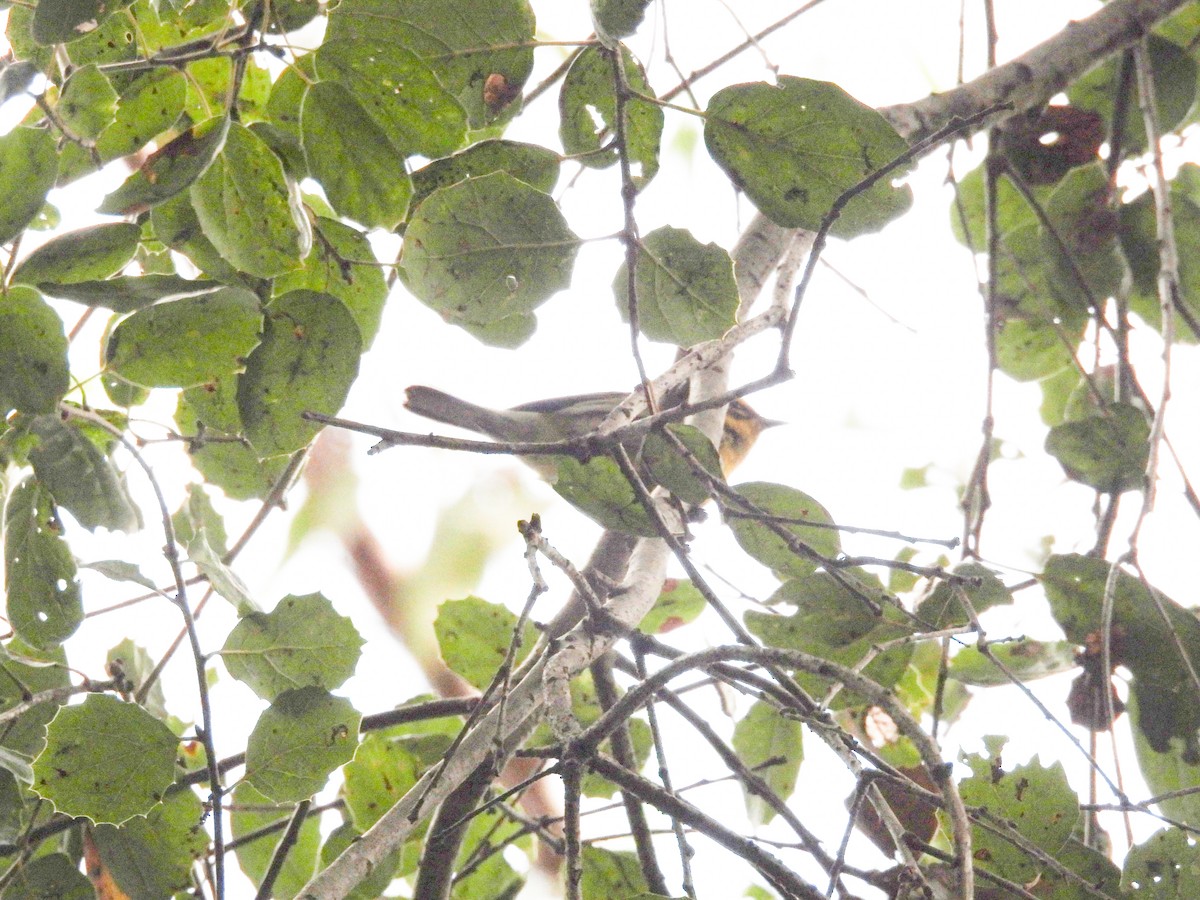 Townsend's Warbler - ML645784548