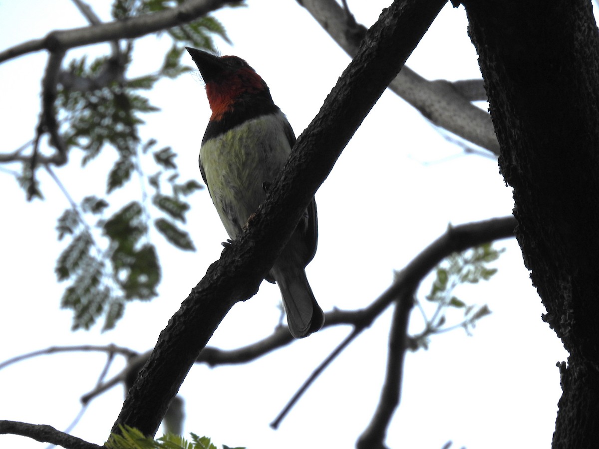 Лібія чорношия - ML645784549