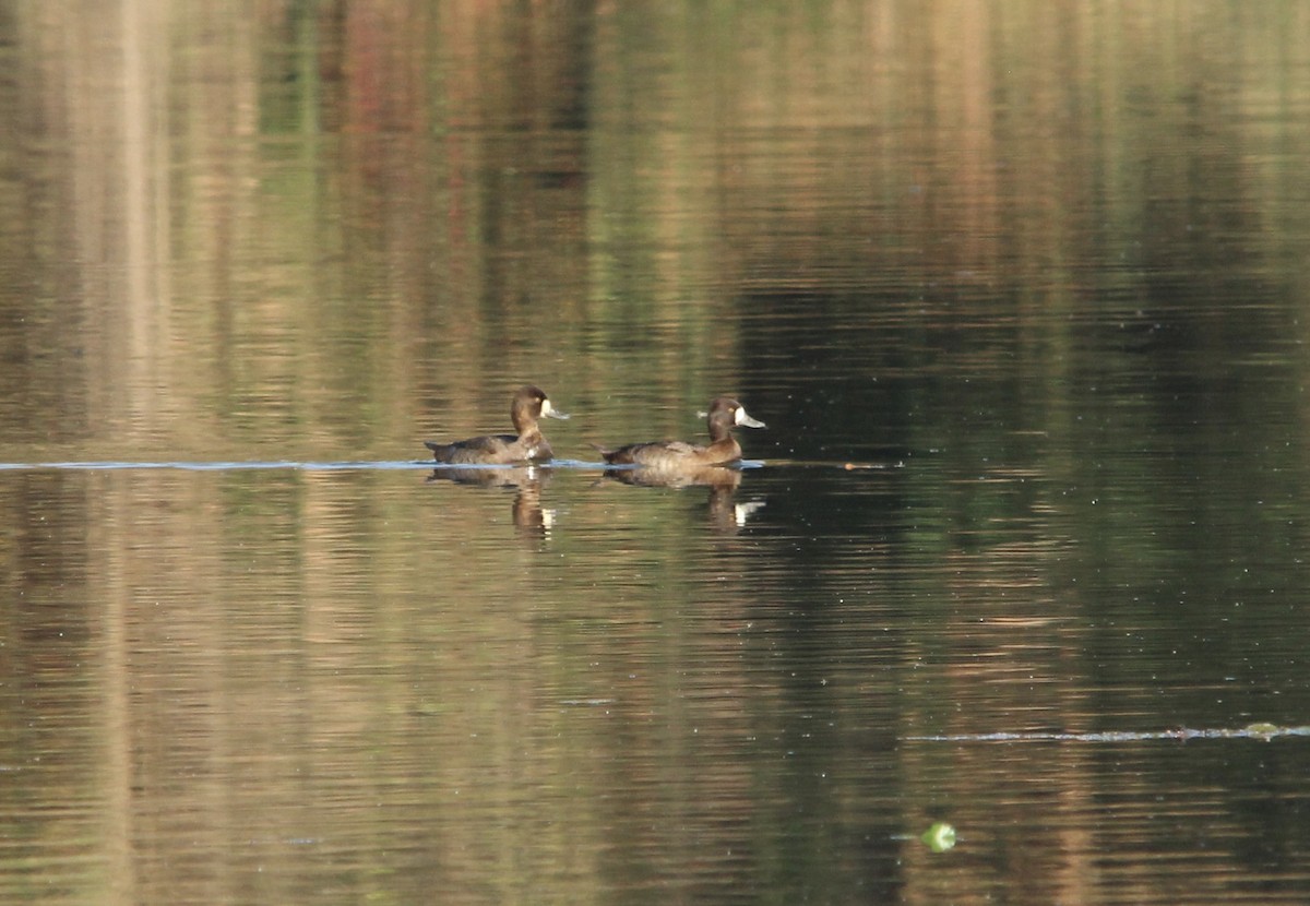 Lesser Scaup - ML645784555