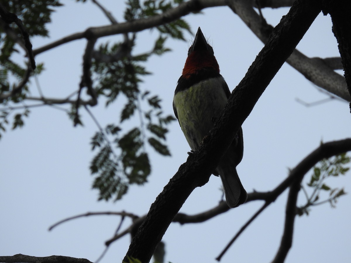 Лібія чорношия - ML645784556