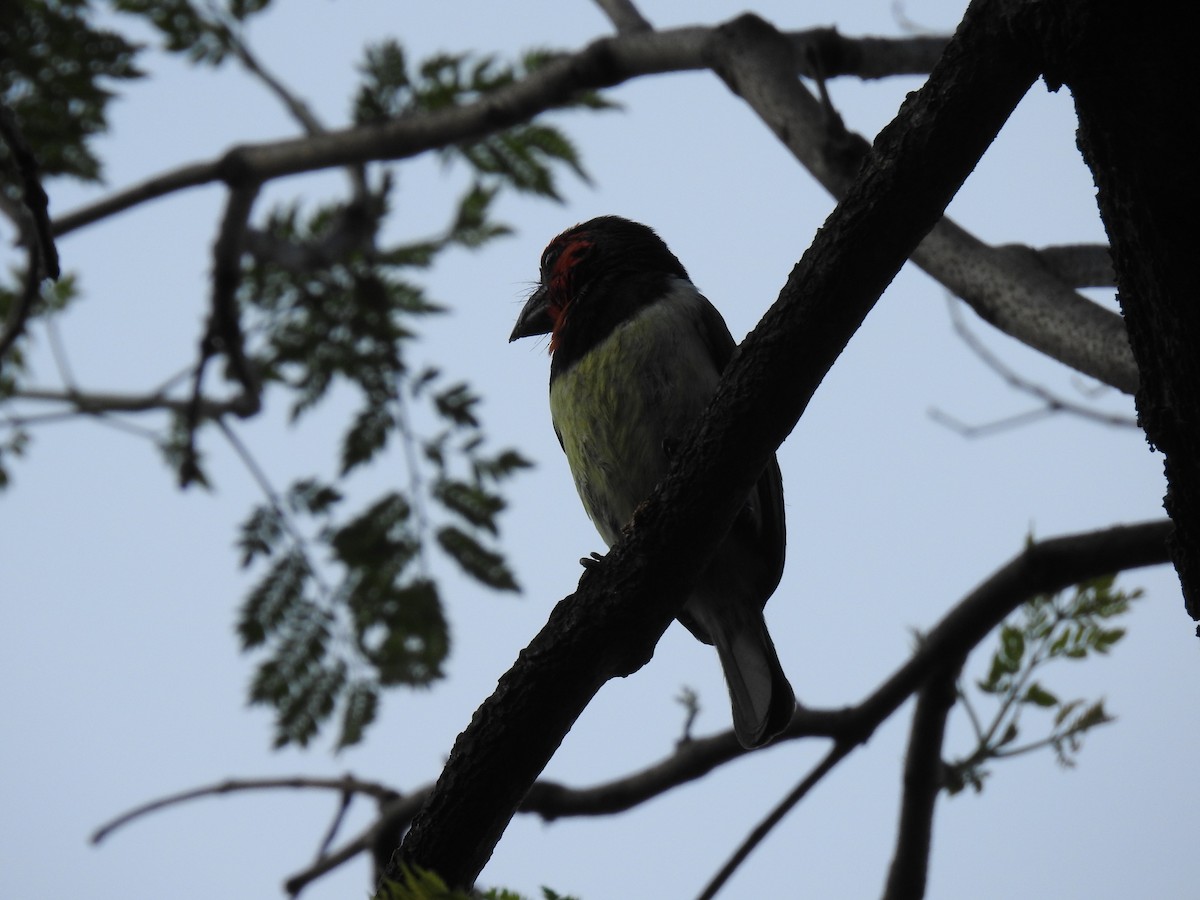 Лібія чорношия - ML645784561