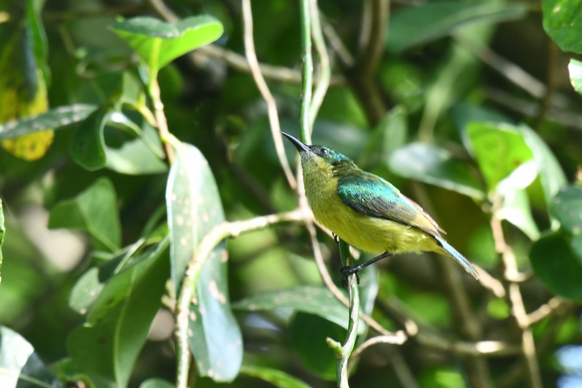 Souimanga à collier - ML645784564
