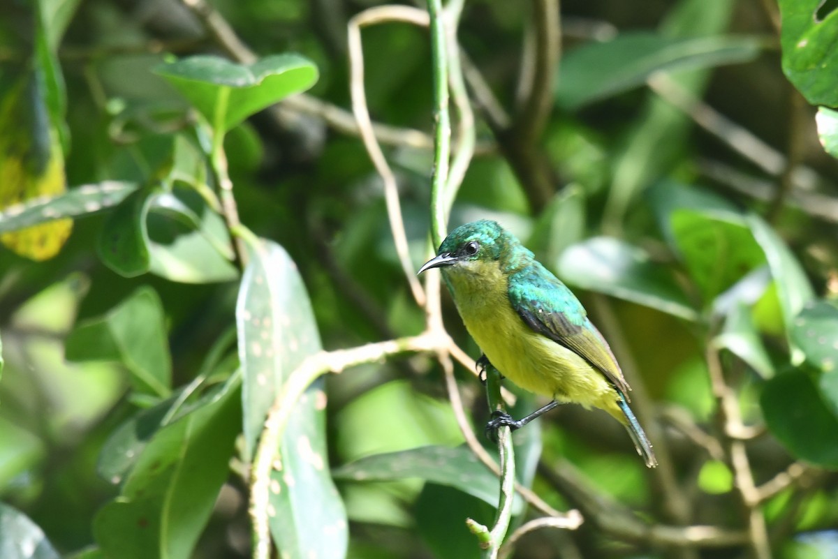 Souimanga à collier - ML645784565