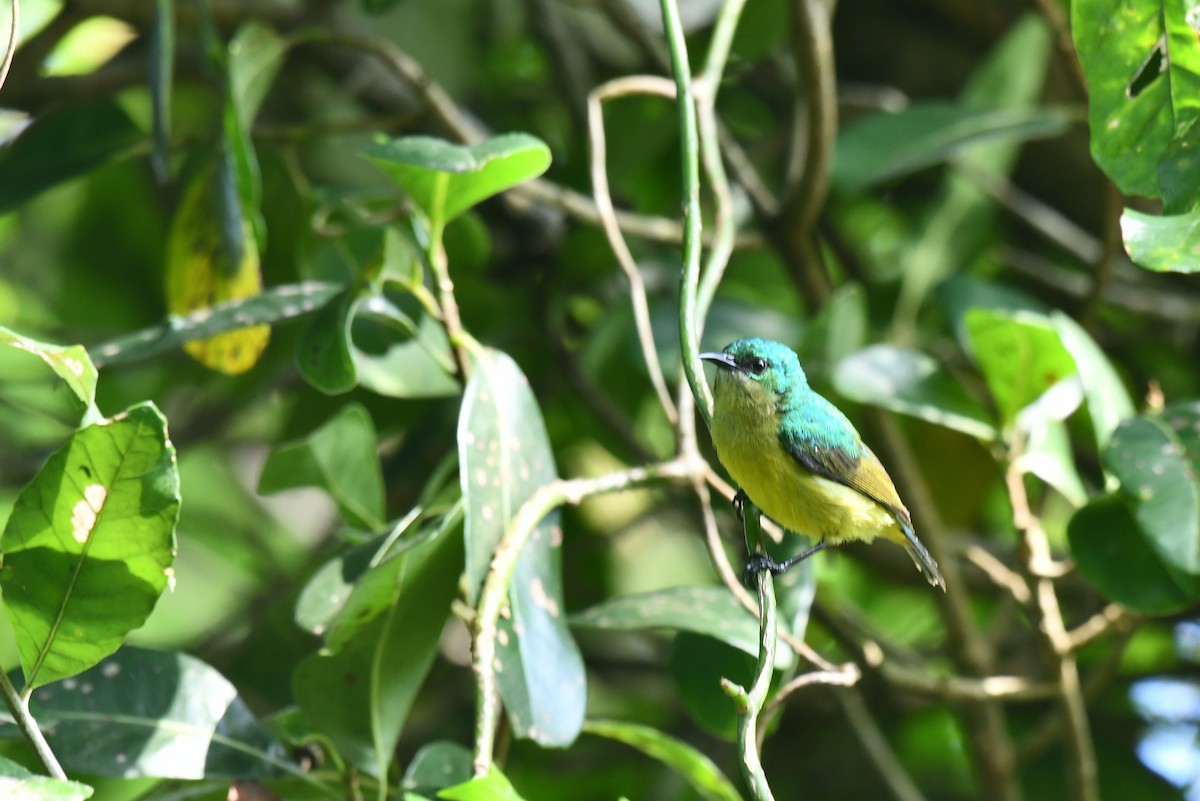 Souimanga à collier - ML645784566