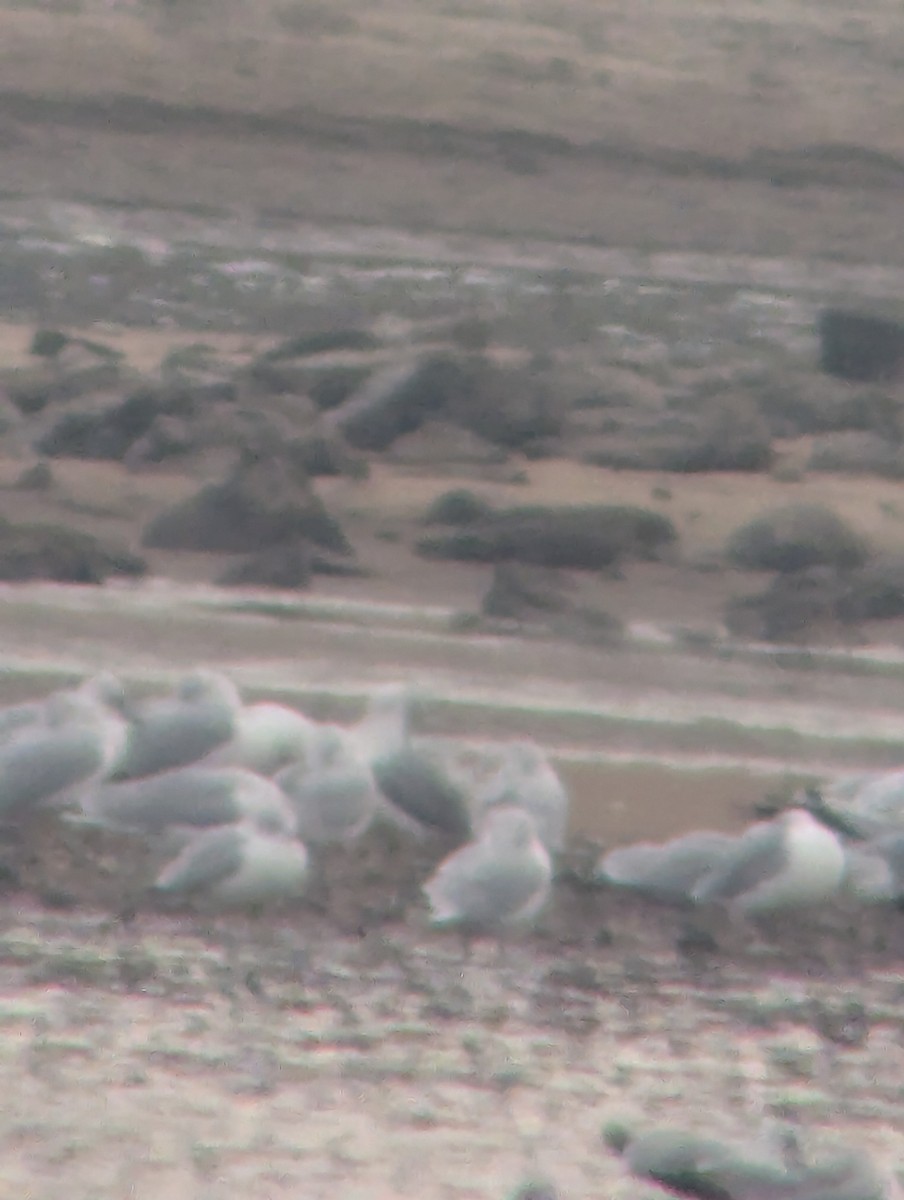 Heringsmöwe - ML645784583