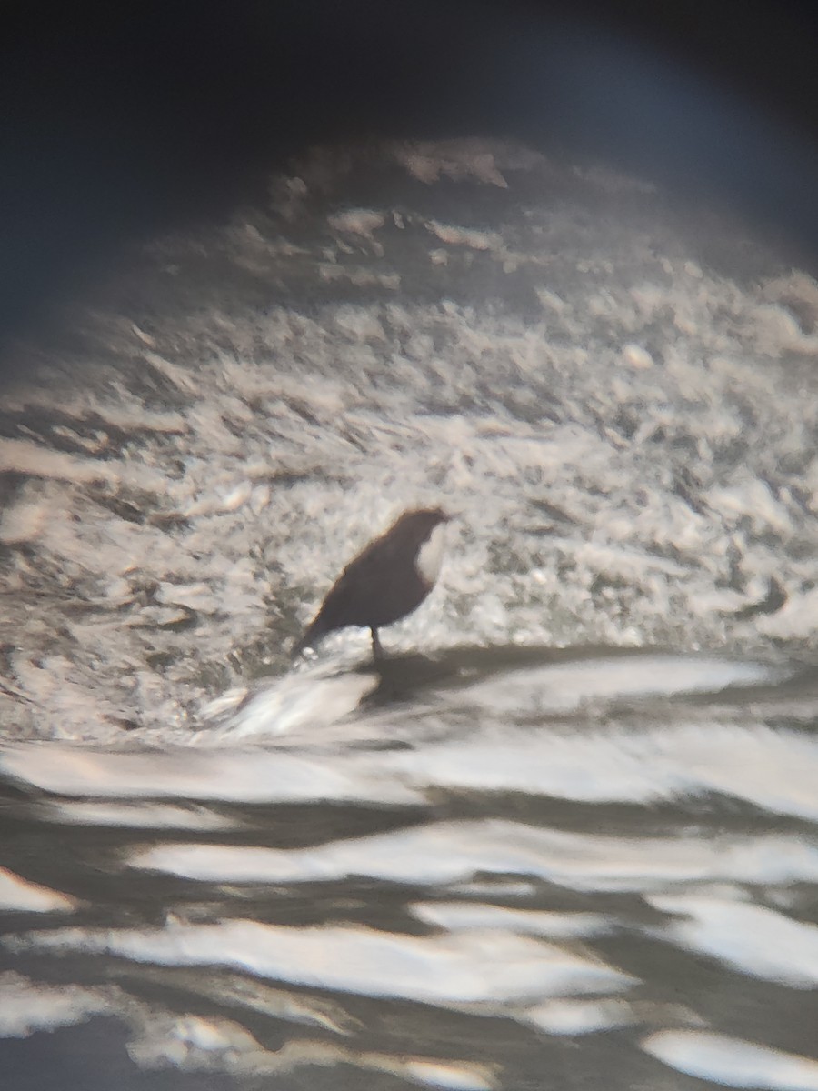 Пронурок біловолий - ML645784589