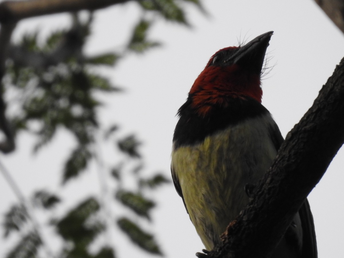 Лібія чорношия - ML645784590