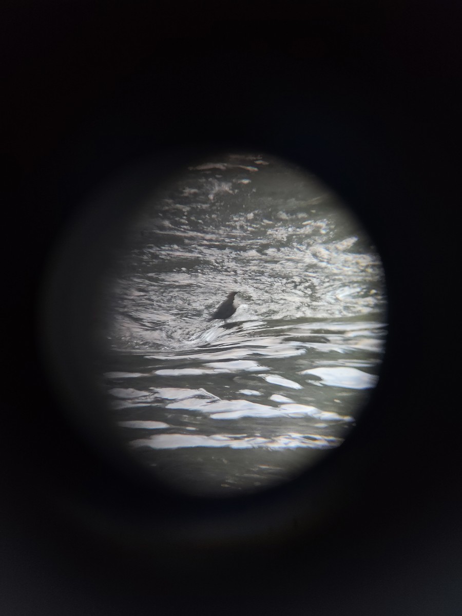 Пронурок біловолий - ML645784593