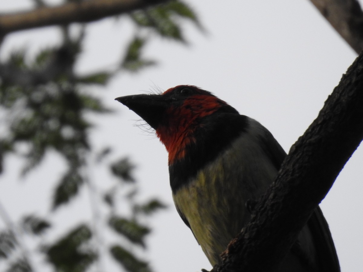 Лібія чорношия - ML645784600