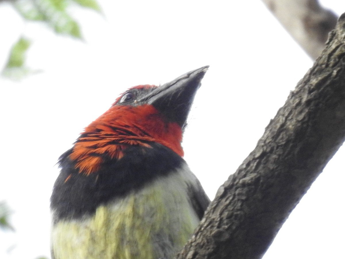 Лібія чорношия - ML645784602