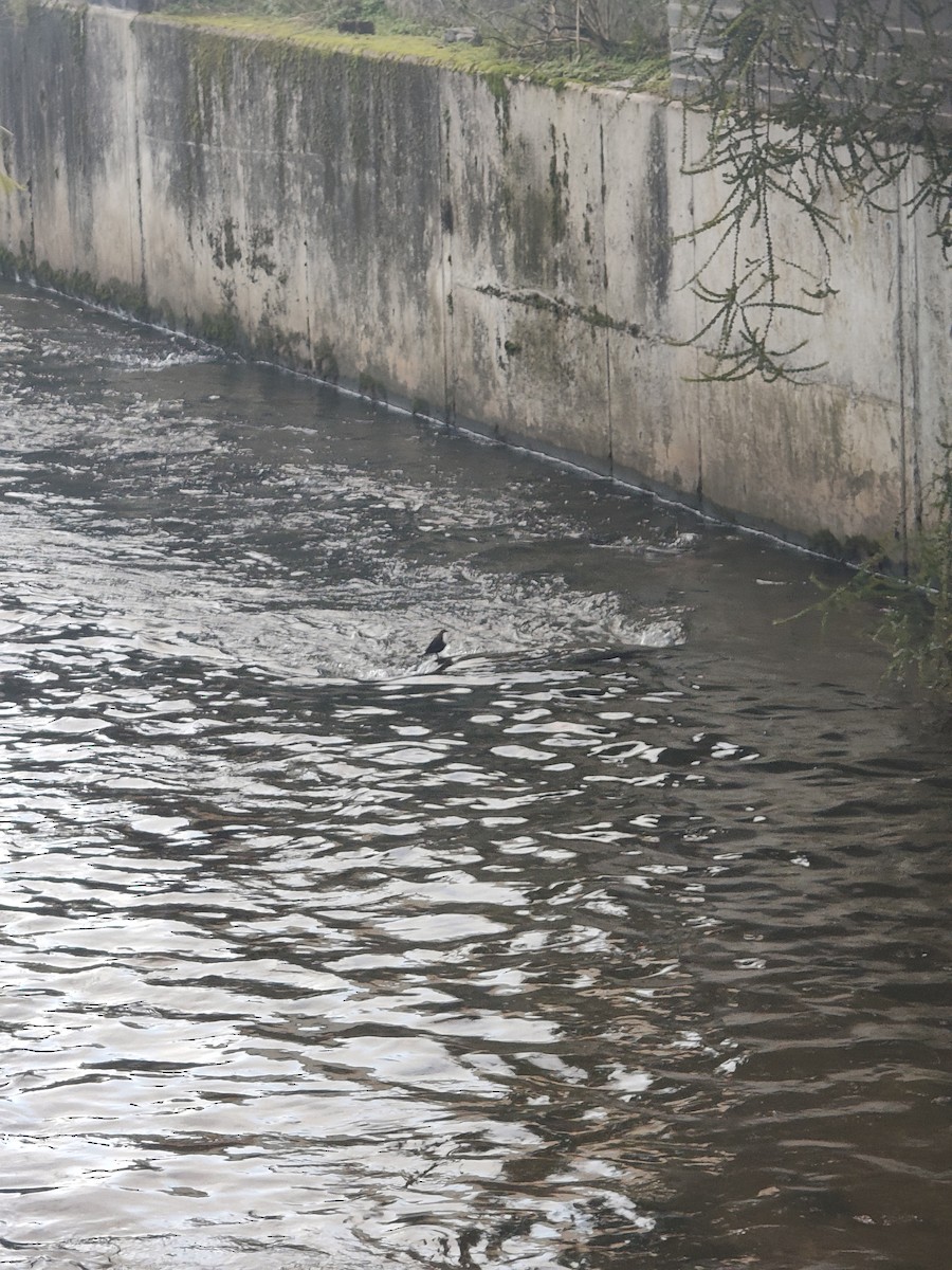 Пронурок біловолий - ML645784603