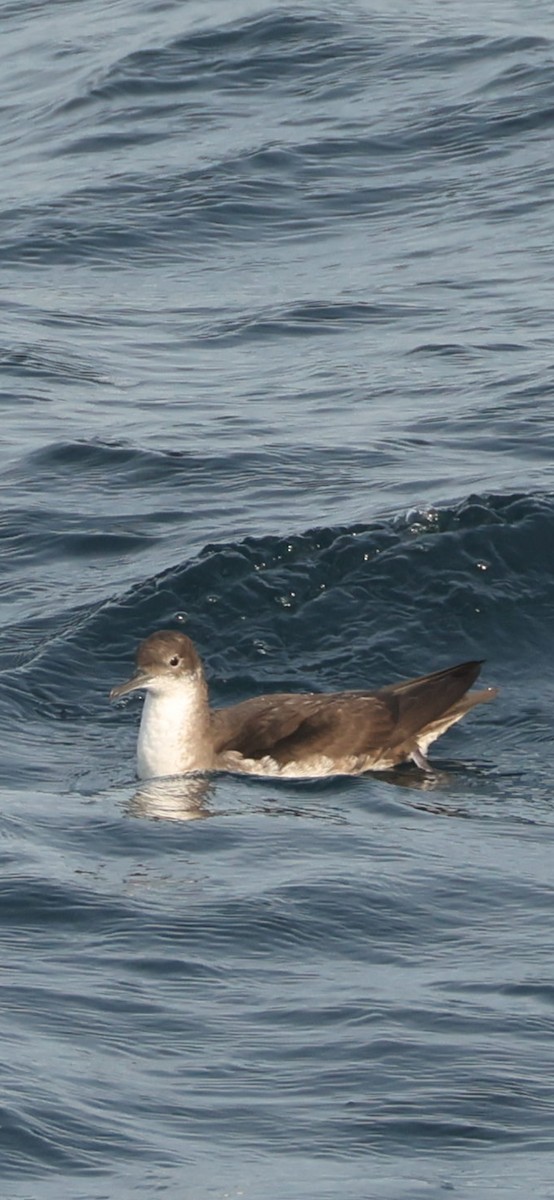 Berta minore - ML645784604