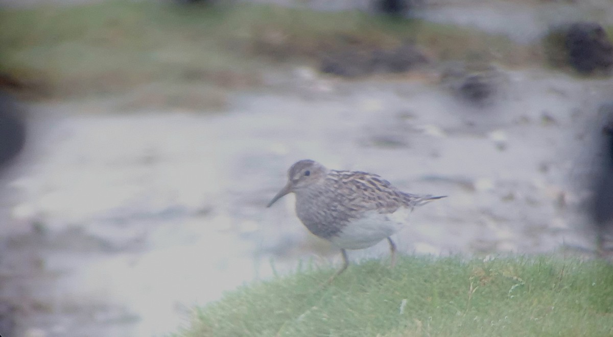 Дутыш - ML645784609