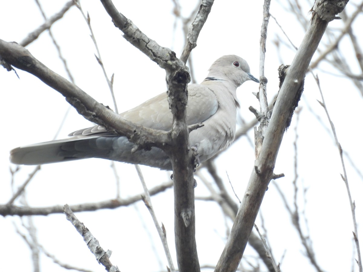 Eurasian Collared-Dove - ML645784612