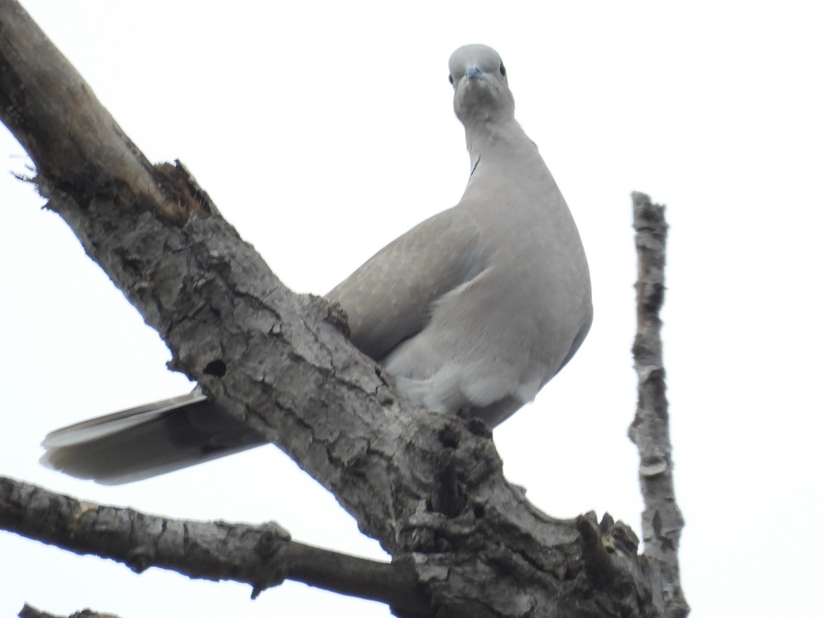 Eurasian Collared-Dove - ML645784613