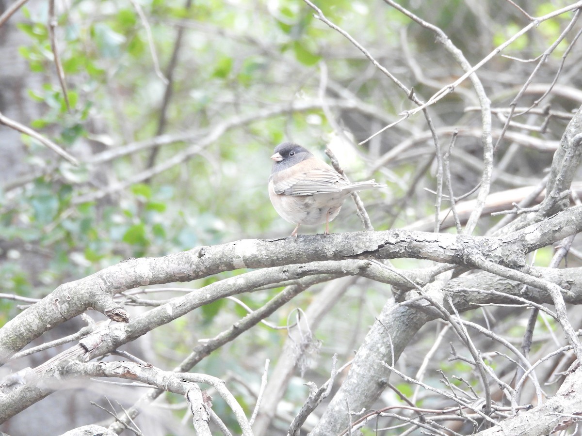 Dark-eyed Junco (Oregon) - ML645784614