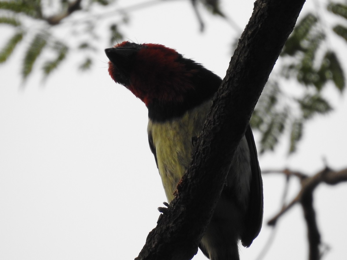 Лібія чорношия - ML645784615