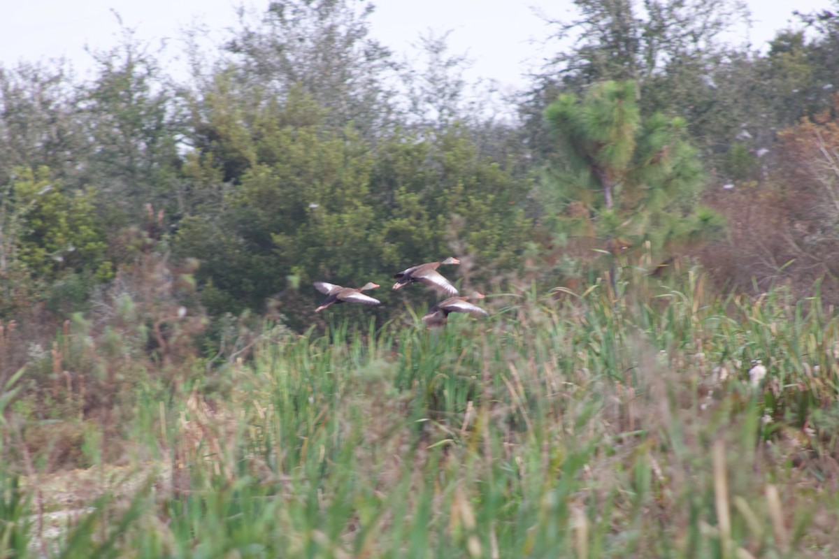Black-bellied Whistling-Duck - ML645784618