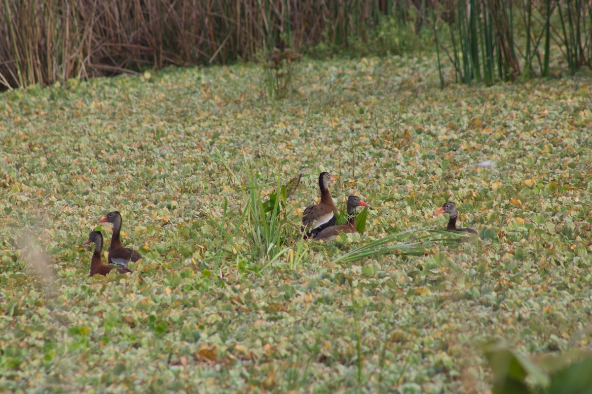 Black-bellied Whistling-Duck - ML645784619