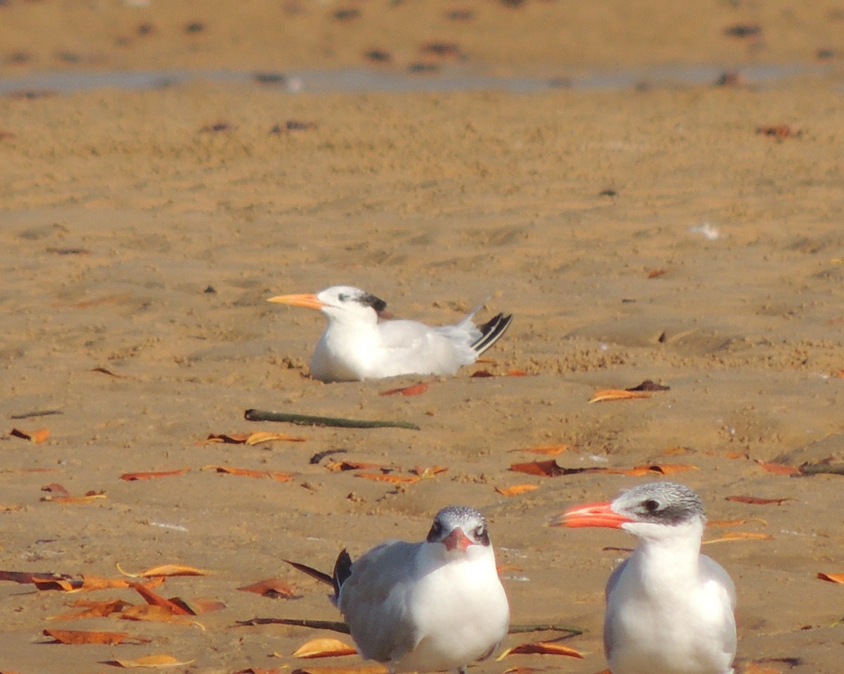 アフリカオオアジサシ - ML645784630