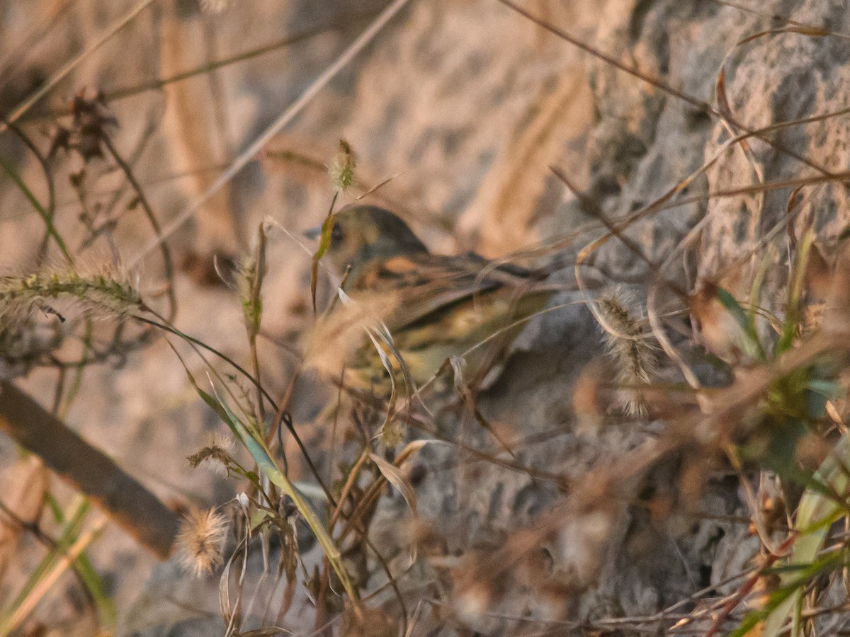 Black-faced Bunting - ML645784631