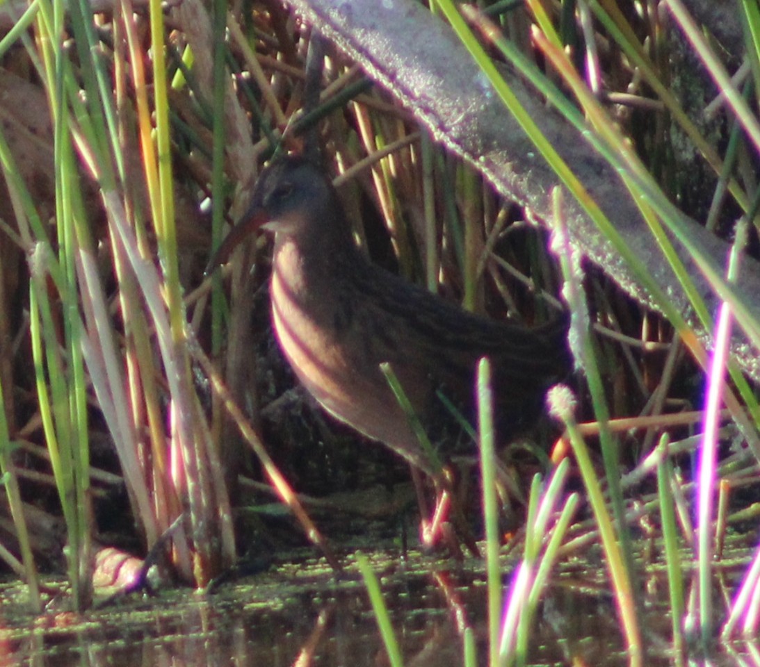 Пастушок віргінський - ML645784642