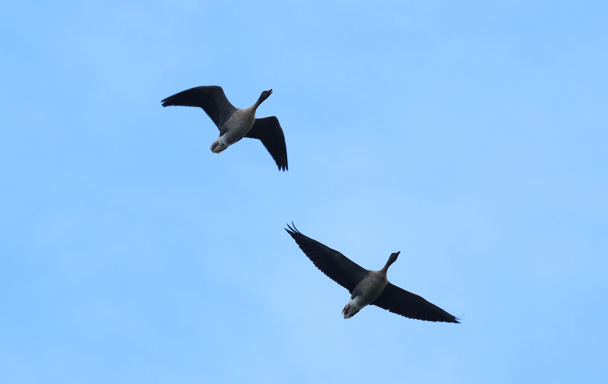 Pink-footed Goose - ML645784656