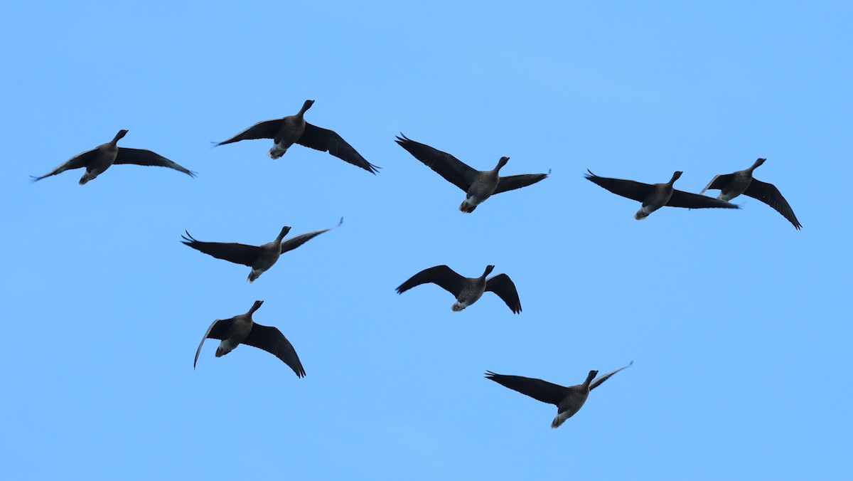Pink-footed Goose - ML645784657