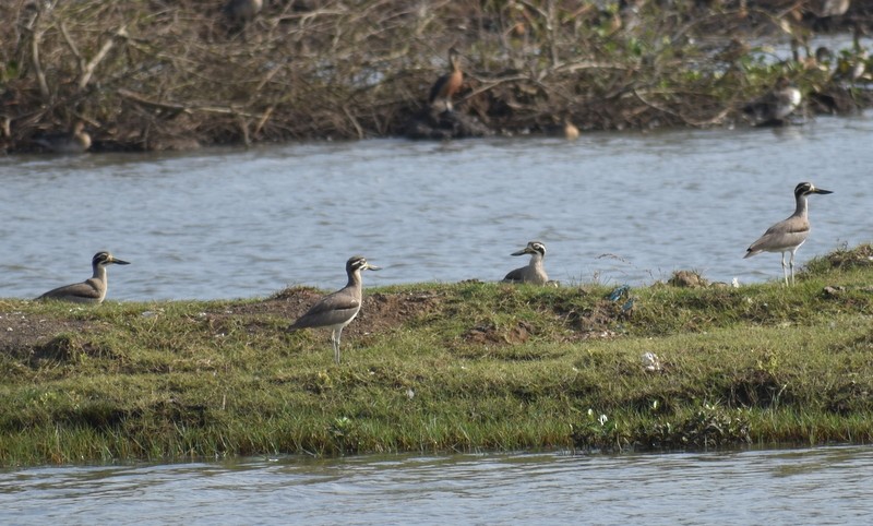 Grand Oedicnème - ML645784661