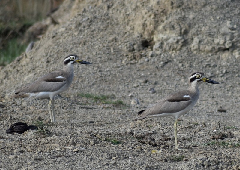 Grand Oedicnème - ML645784668