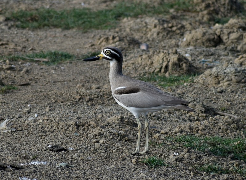 Grand Oedicnème - ML645784681