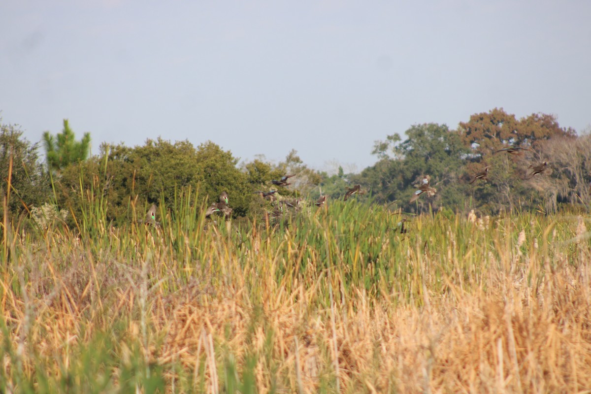 Blue-winged Teal - ML645784682