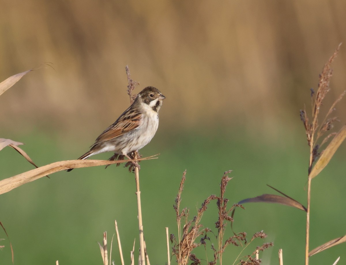 蘆鵐 - ML645784693