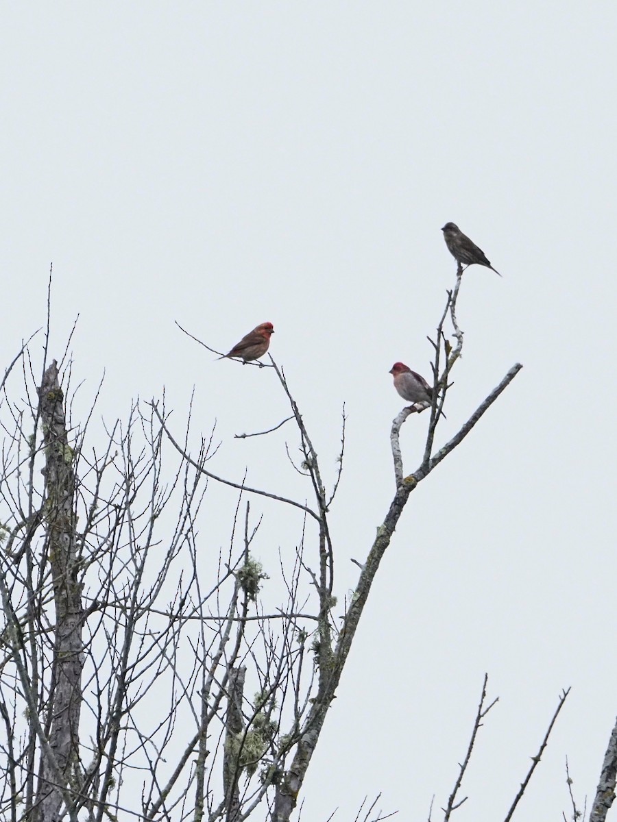House Finch - ML645784702