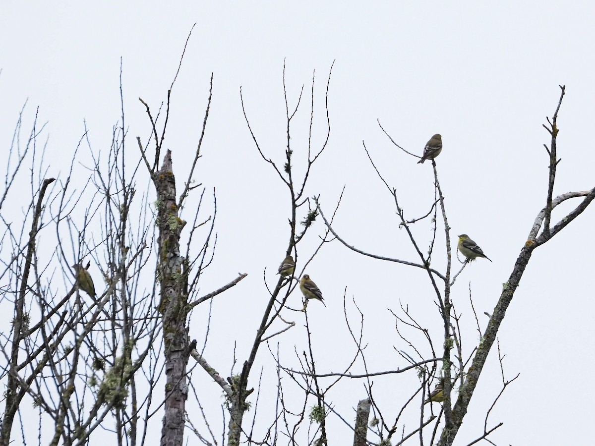 Lesser Goldfinch - ML645784724