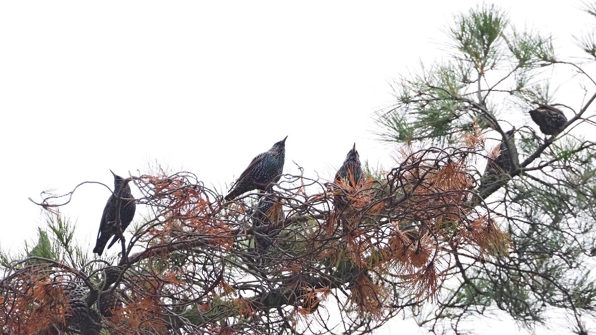 European Starling - ML645784752