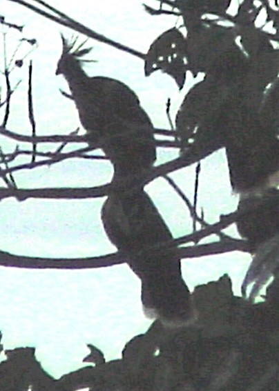 Hoatzin - ML645784760