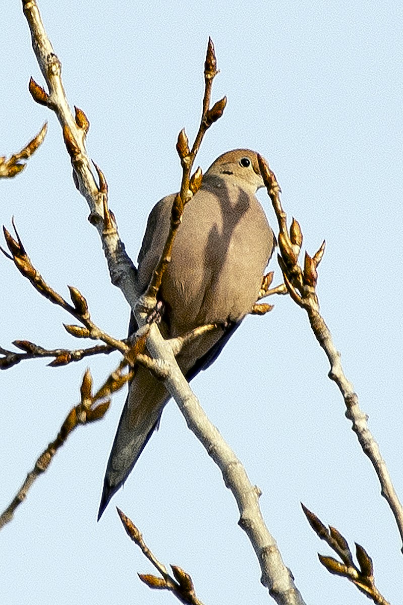 hrdlička karolínská - ML645784779