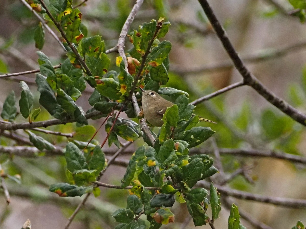 Ruby-crowned Kinglet - ML645784780