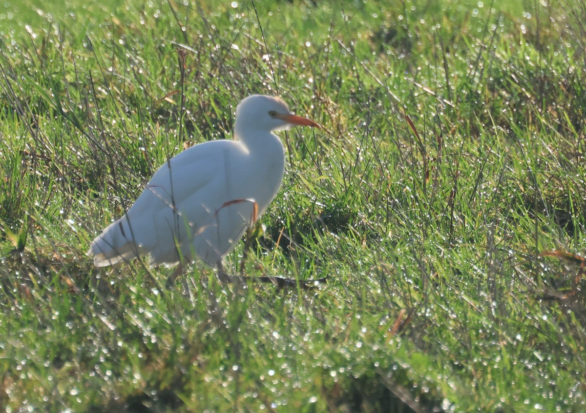 Western Cattle-Egret - ML645784782