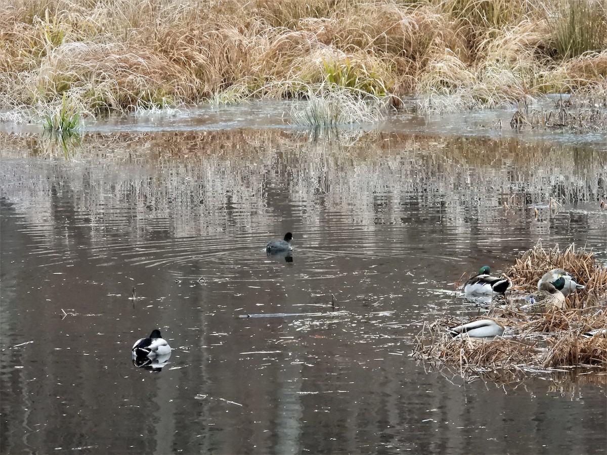 Indianerblässhuhn - ML645784812