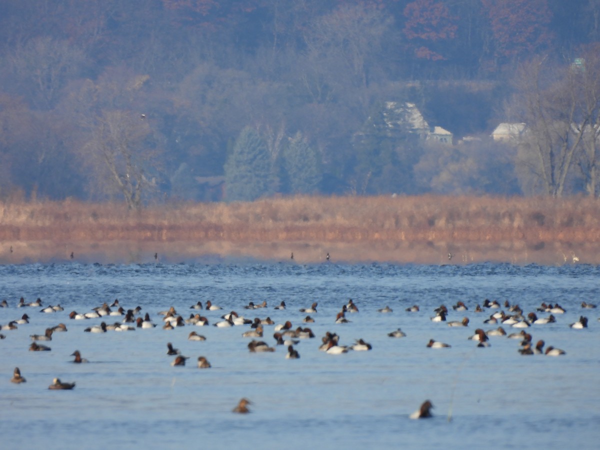 Murgilari bizkarzuria - ML645784818