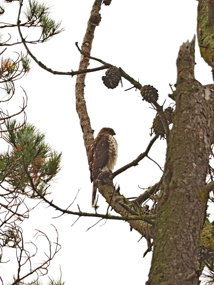 Cooper's Hawk - ML645784831