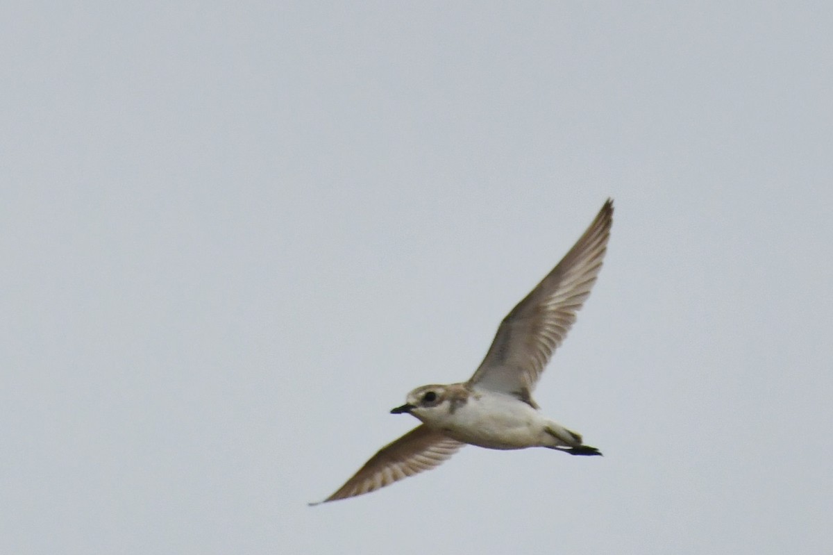 Tibet Cılıbıtı - ML645784839