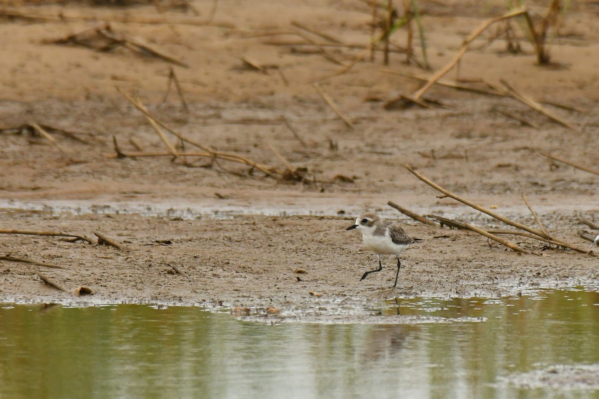 Tibet Cılıbıtı - ML645784840